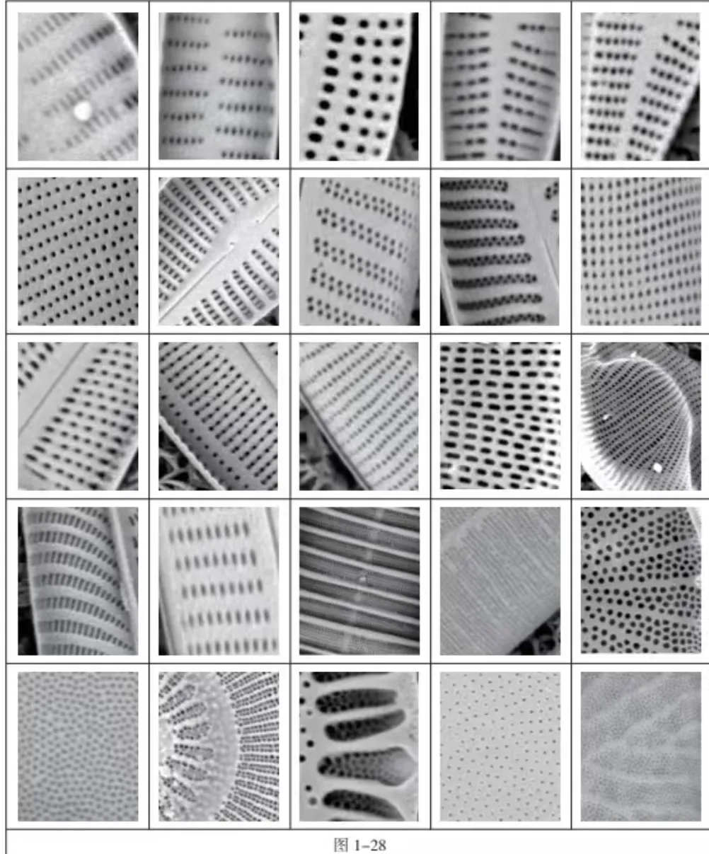 昆明盘龙江硅藻研究：基于飞纳台式扫描电镜的硅藻全自动检测系统